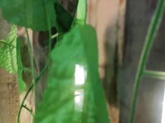 -酒肉行·虎子盐筋烤肉(大寨路店)