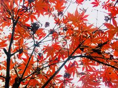 -苏州上方山国家森林公园