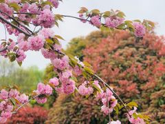 -顾村公园