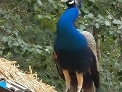 -沈阳森林动物园