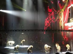 -珠海横琴长隆《卡卡虎奇遇记》