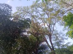 -惠州西湖丰渚园
