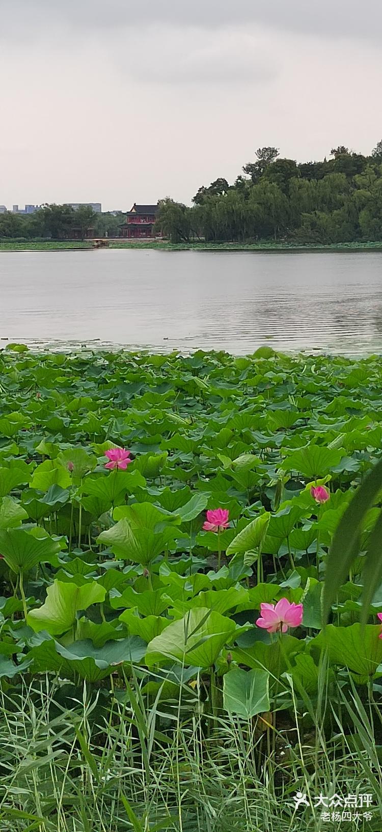 颐和园荷花图片