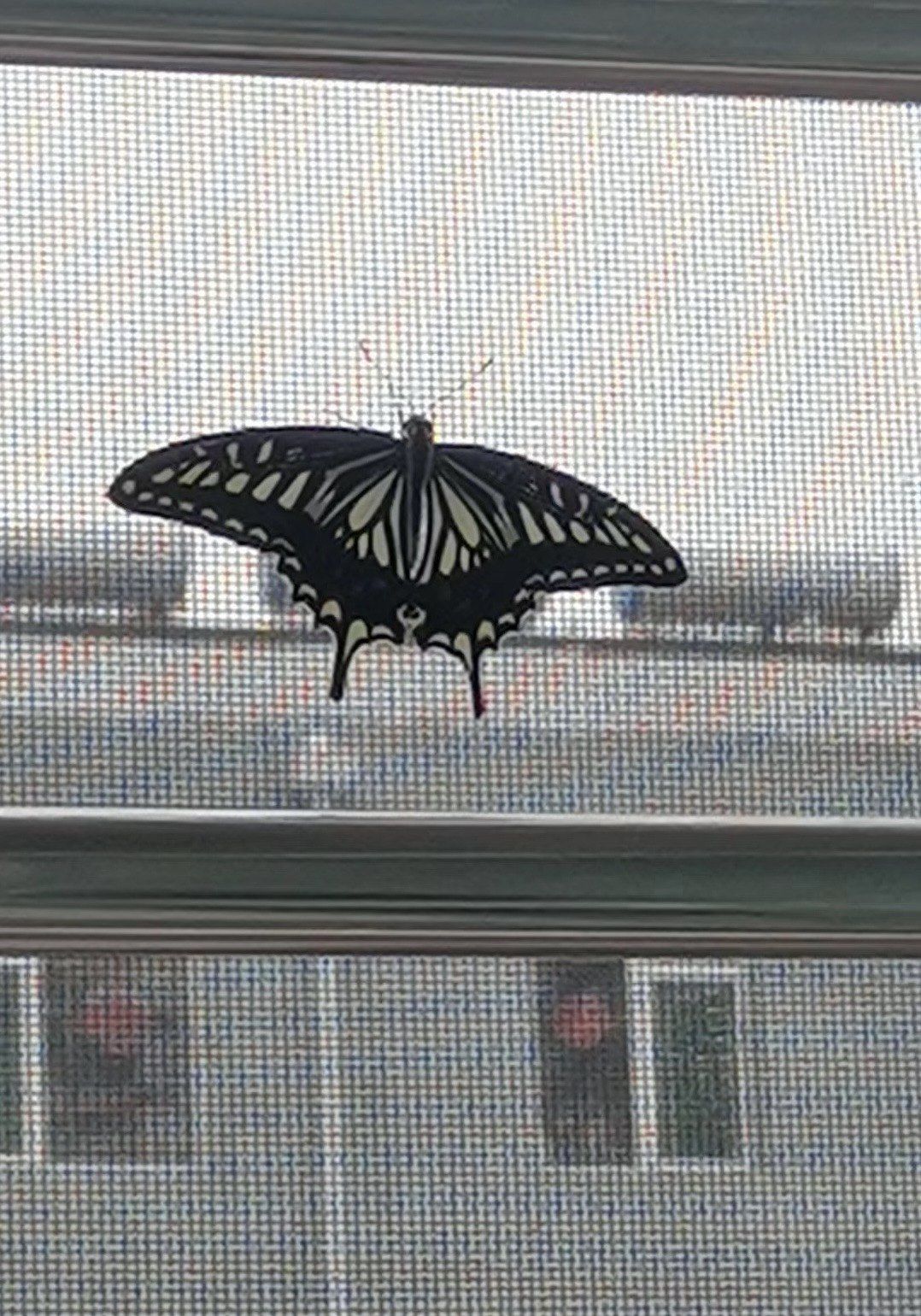 今天在户外骑自行车的时候,不知不觉有一个蛾子沾到了我的衣服上
