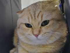 -小猫来了·猫舍(红山六九七九店)