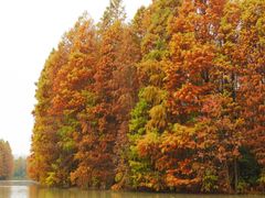 -上海海湾国家森林公园