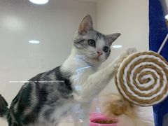 -李小姐の猫咖啡馆(五角场店)