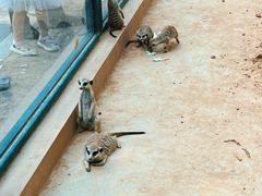 -秦皇岛野生动物园