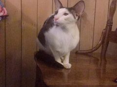 -猫色咖啡·猫咖