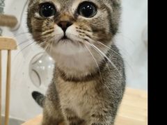 -楼上猫咖(罗湖店)