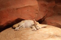 -Zoolung Zoolung动物主题公园(海信广场店)