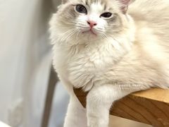 -有喵·猫咖·狗咖·40+猫狗有小奶狗(岗厦店)