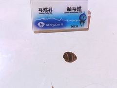 -贝壳梦幻世界