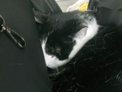 -安安宠医·安宠宠物医院