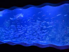 -太平洋海底世界