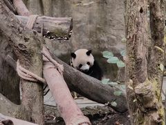 -都江堰中华大熊猫苑