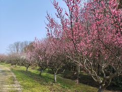 -上海海湾国家森林公园