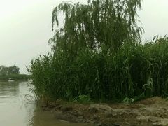 android_upload_pic-白洋淀景区