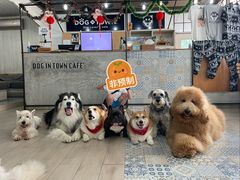 -Dog in Town Ekkamai