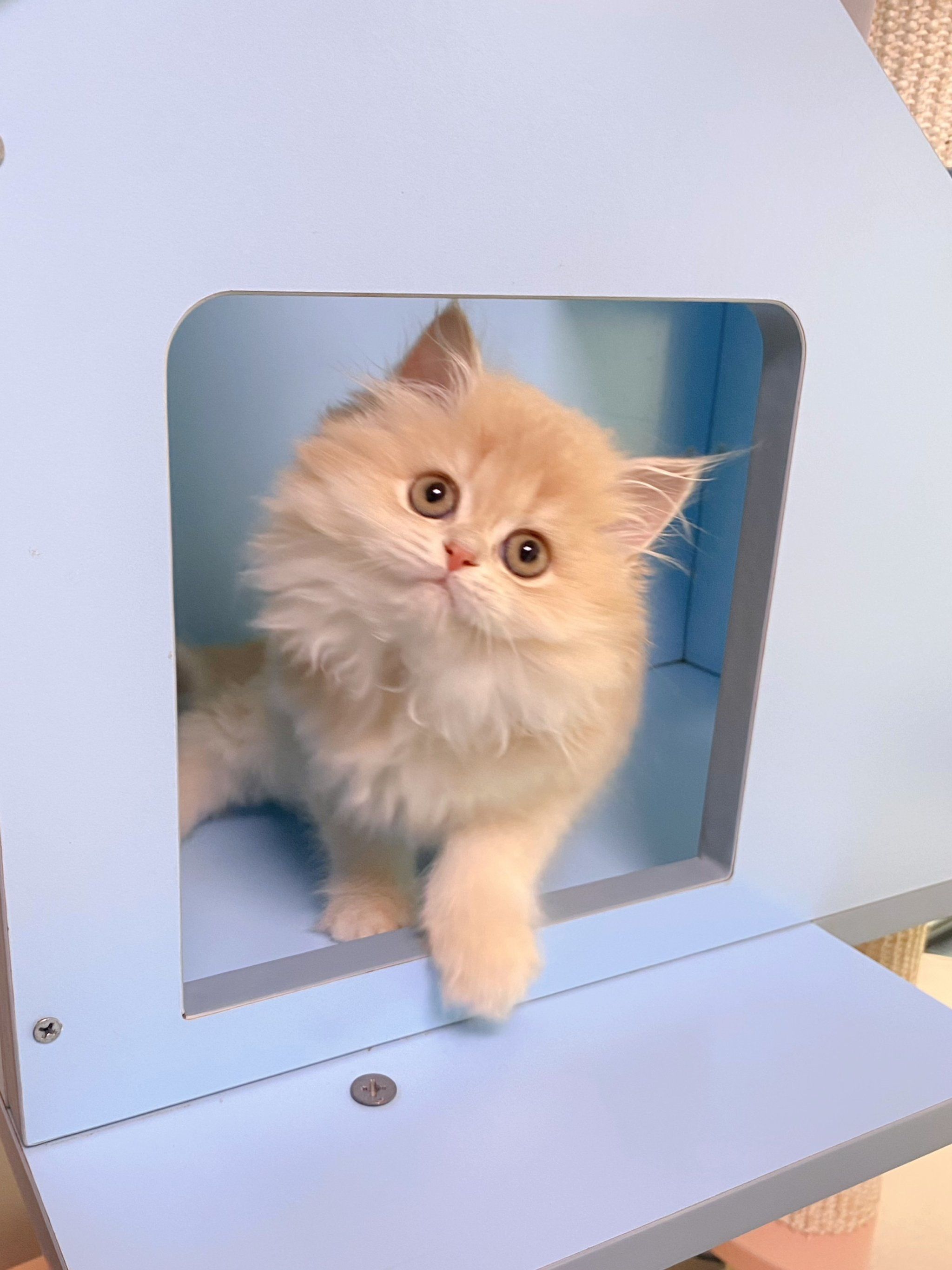 微笑的猫咪治愈系