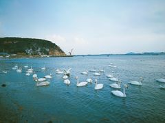 -烟墩角天鹅湖