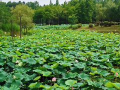 -长广溪湿地公园