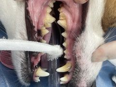 -瑞鹏宠物医院·骨科·猫科·内科(第一中心)
