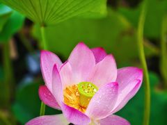 -莲花池公园