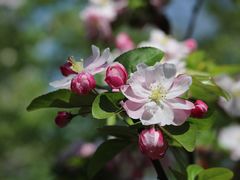 -海棠花溪(元大都城垣遗址公园)