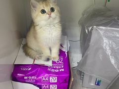 -东方名猫馆·英短金渐层布偶猫舍(环线广场1号楼店)