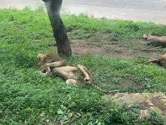 -大连森林动物园