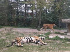-上海野生动物园老虎餐厅