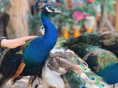 -西双版纳原始森林公园