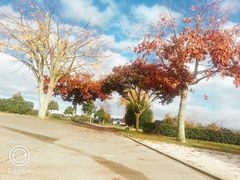 -怀托摩萤火虫洞