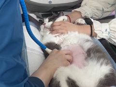 -四月宠物医院·猫专科·心脏专科·内科(转塘店)