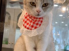 -共舞时光猫咖·狗咖(新街口店)