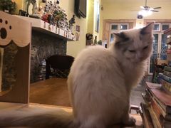 -猫色咖啡·猫咖
