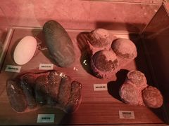 -正佳自然科学博物馆