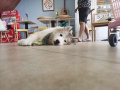 -汪说·狗咖(旺城大厦店)