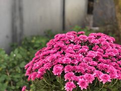 -MAMACHA妈妈茶(岳麓山店)