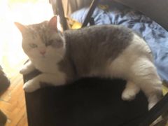 -艾贝尔宠物诊疗