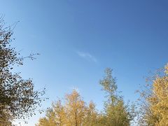 -金塔沙漠胡杨林景区