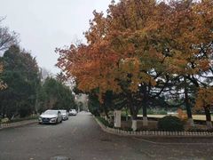 -青岛大学(金家岭校区)