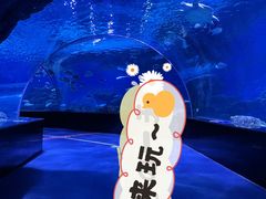 -海合安天津极地海洋公园