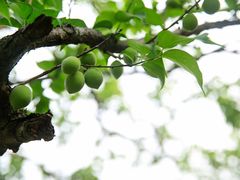 -广州市流溪河国家森林公园