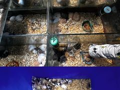 -青石桥花鸟鱼虫市场(叠翠城店)