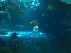 -瑞普利水族馆