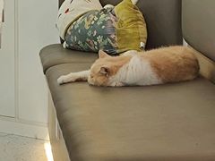 -喵园·猫主题咖啡厅·撸猫·猫咖(国贸店)