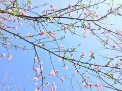-攀枝花公园