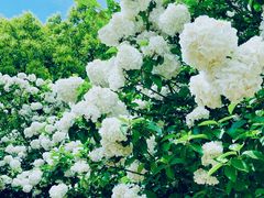 -上海滨江森林公园